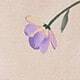 Morado