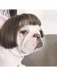 1 szt. Peruka dla psa i kota, fryzura Bob, proste włosy, akcesoria do kostiumów dla zwierząt - Brązowy - Zobacz 3