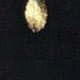màu đen