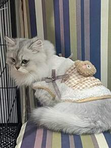 PETSIN Beige Cute Bear Pocket Warm Plush Pet Sweatshirt, Autumn/Winter - Beige - View 3