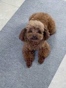 Cat Scratching Pad Scratcher Mat, Durable, Resistant To Scratch, Wall Mounted - Multicolor - View 5