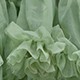 verde menta