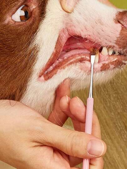 1 PC Cabeça Dupla Ferramentas de Limpeza Oral para Animais de Estimação Raspador de Dentes para Animais de Estimação Ferramentas de Limpeza de Dentes Removedor de Placa de Cachorro Clareamento dos Dentes Aço Inoxidável