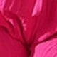 Rosa Fucsia