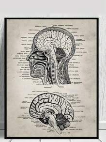 SHEIN 1 Pc Poster Nghệ Thuật Giải Phẫu Đầu Lâu Người Y Khoa Cổ Điển Giới Thiệu Tranh Canvas Có Thể In Giáo Dục Nghệ Thuật Treo Tường Phòng Khách Trang Trí Văn Phòng - Nhiều màu - Xem 1