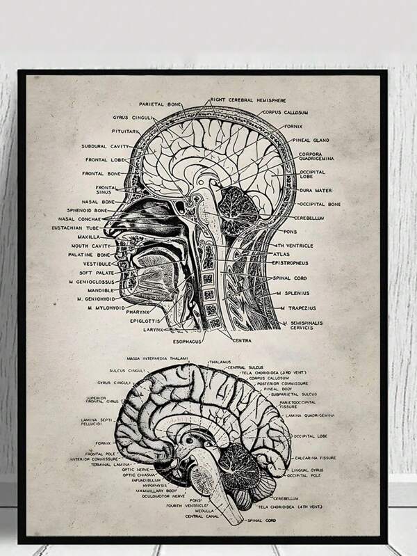 1 pièce Affiche artistique d'anatomie du crâne humain Médical vintage Présentation du crâne Peinture sur canevas Impression murale Éducation Décoration murale pour salon bureau