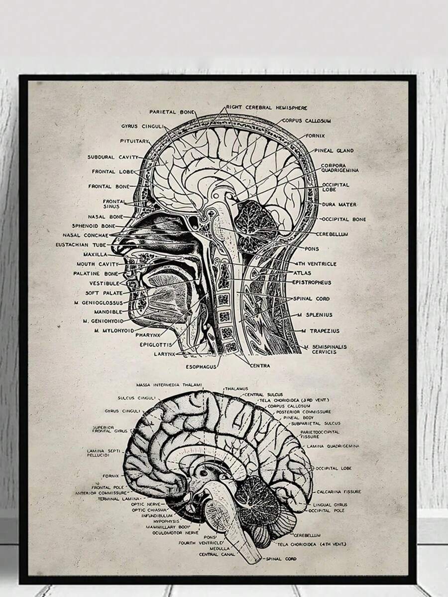 SHEIN 1 Pc Poster Nghệ Thuật Giải Phẫu Đầu Lâu Người Y Khoa Cổ Điển Giới Thiệu Tranh Canvas Có Thể In Giáo Dục Nghệ Thuật Treo Tường Phòng Khách Trang Trí Văn Phòng - Nhiều màu - Xem 1