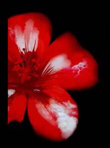 INAWLY Women's Regular Red Hibiscus Flower Hot Girl Y2k American Simple Gift Pattern Printed Tube Top - Multicolor - View 3