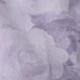 الأرجواني