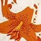 Coral Orange