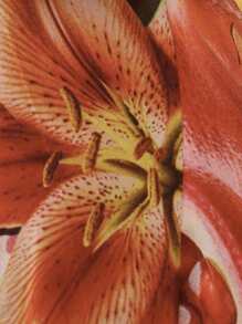 Musera Resort Chiffon Neckholder Kleid mit tiefem Rückenausschnitt, Frucht- und Blumenprint, O-Ring Detail, Maxikleid, Boho Ibiza Stil, süß und sexy, Urlaubskleid, Hochzeitsgast Strand Bademantel