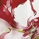 紅木色