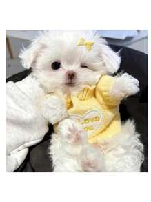 Cute Slogan Graphic Pet Sweater Apparel