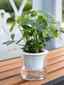 1 pieza Maceta poliresina - Blanco - Ver 2