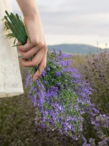 2bunches Plastic Artificial Flower Bouquet, Creative Floral Design Artificial Flower Bundle For Home - Purple - View 3