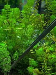 1pc Stainless Steel Tweezers, Multipurpose Feeding Straight Tweezers For Home - Silver - View 3