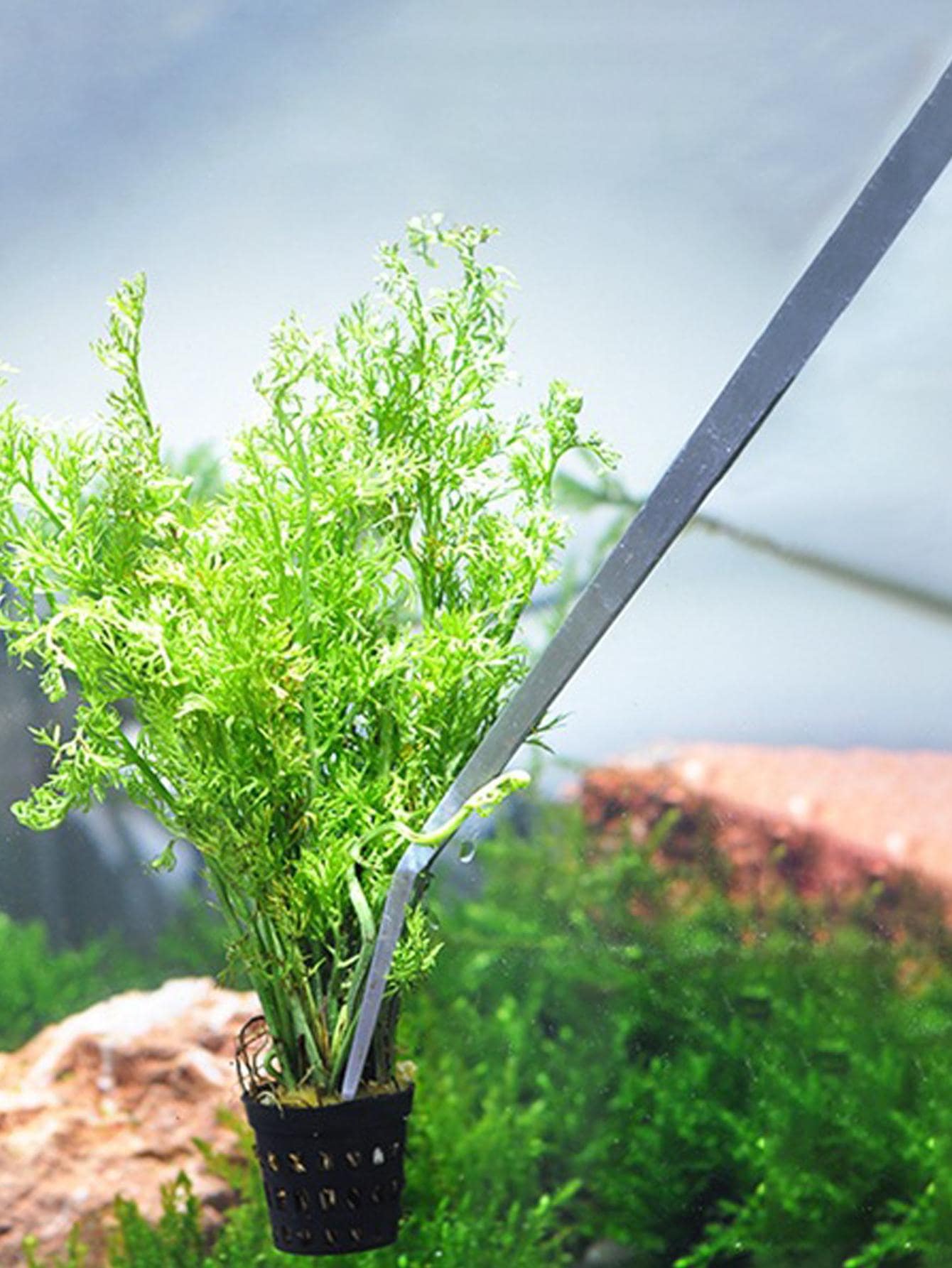 1pc Stainless Steel Tweezers, Multipurpose Feeding Straight Tweezers For Home - Silver - View 1