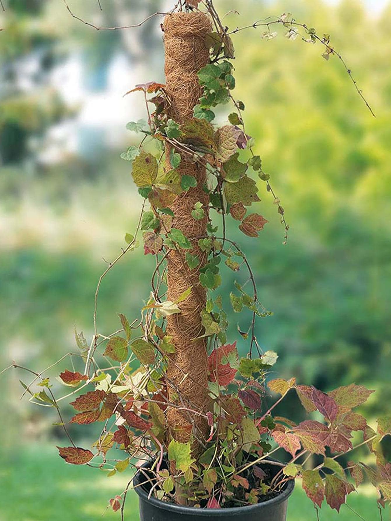 1pc Leaf Design Plant Support Stake - Brown - View 1