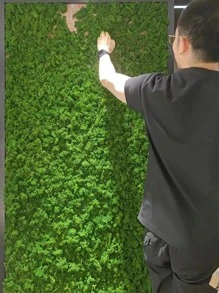 1 Rêu nhân tạo, Rêu giả Polyester hiện đại để trang trí nhà - màu xanh lá - Xem 4