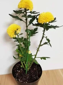 15pcs Plastic Plant Support Stake, Minimalist Plain Plant Support Stake For Home - Green - View 3