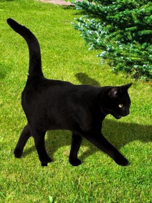 1 pieza Estaca de jardín decorativa con diseño de gato - Negro - Ver 1