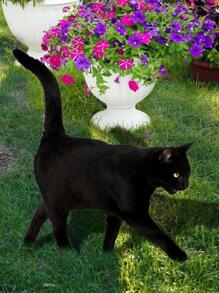 1 pieza Estaca de jardín decorativa con diseño de gato - Negro - Ver 2