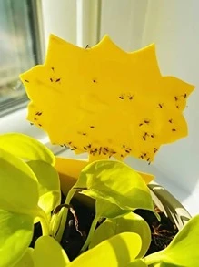10pcs Solid Color Fruit Fly Sticky Trap, Yellow PVC Plant Protector For Garden - Yellow - View 2