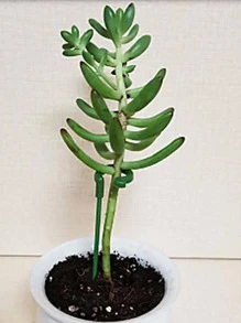 10 piezas/set Estaca de planta de plástico apoyo a la planta modernista punta de flecha diseño para jardín - Verde Oliva - Ver 4