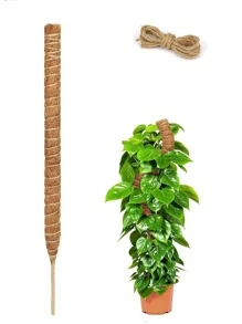 Apoyo y Cuidado de las Plantas