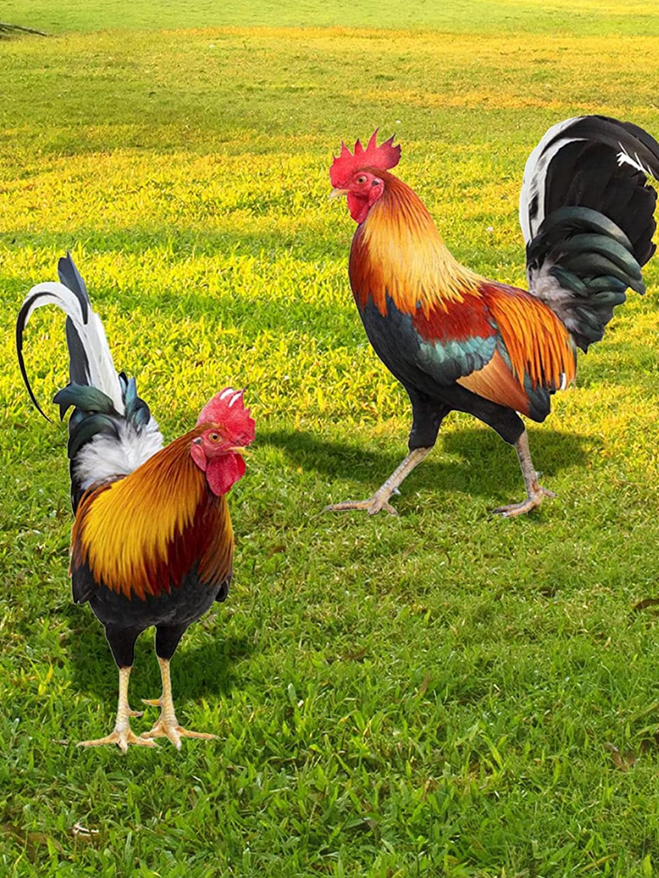 1入組雞形狀花園裝飾物 - 彩色 - 查看 1