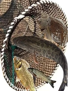 Foldable Fishing Lobster Trap Crab Net