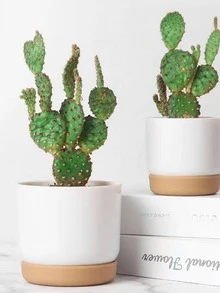 1入組塑膠植物容器 - 白色 - 查看 3