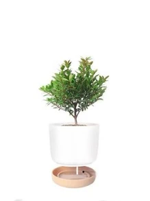 1入組塑膠植物容器 - 白色 - 查看 4