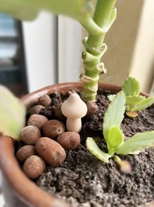 3入組蘑菇形狀裝飾木頭裝飾工藝適用於盆栽植物裝飾用品