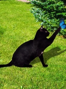 1pc Cat Design Garden Decoration Craft - Black - View 1