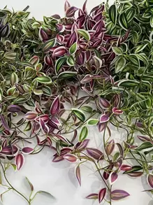 75cm Artificial Vine Leaves, Fake Hanging Plants, Silk Leaves, Green Bamboo Wrapped Vines, Suitable For Home Garden Wedding Valentine's Day Decor, Excluding Planter, 1pc - Red - View 5