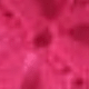 Rosa Roja