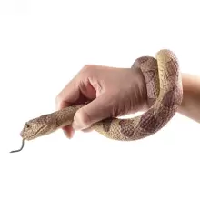 Động vật mô phỏng rắn rừng Rắn chuông hoang dã Trăn Rắn hổ mang Nhân vật hành động Mô hình TPR mềm Giáo dục Quà tặng cho trẻ em Đồ chơi thủ thuật Đồ chơi cho bé trai Trang trí phòng Quà tặng mùa đông Khối màu Khối màu, Đồ chơi cho bé trai, Phòng ngủ cho bé trai, Đồ chơi trẻ em - Màu be - Xem 3