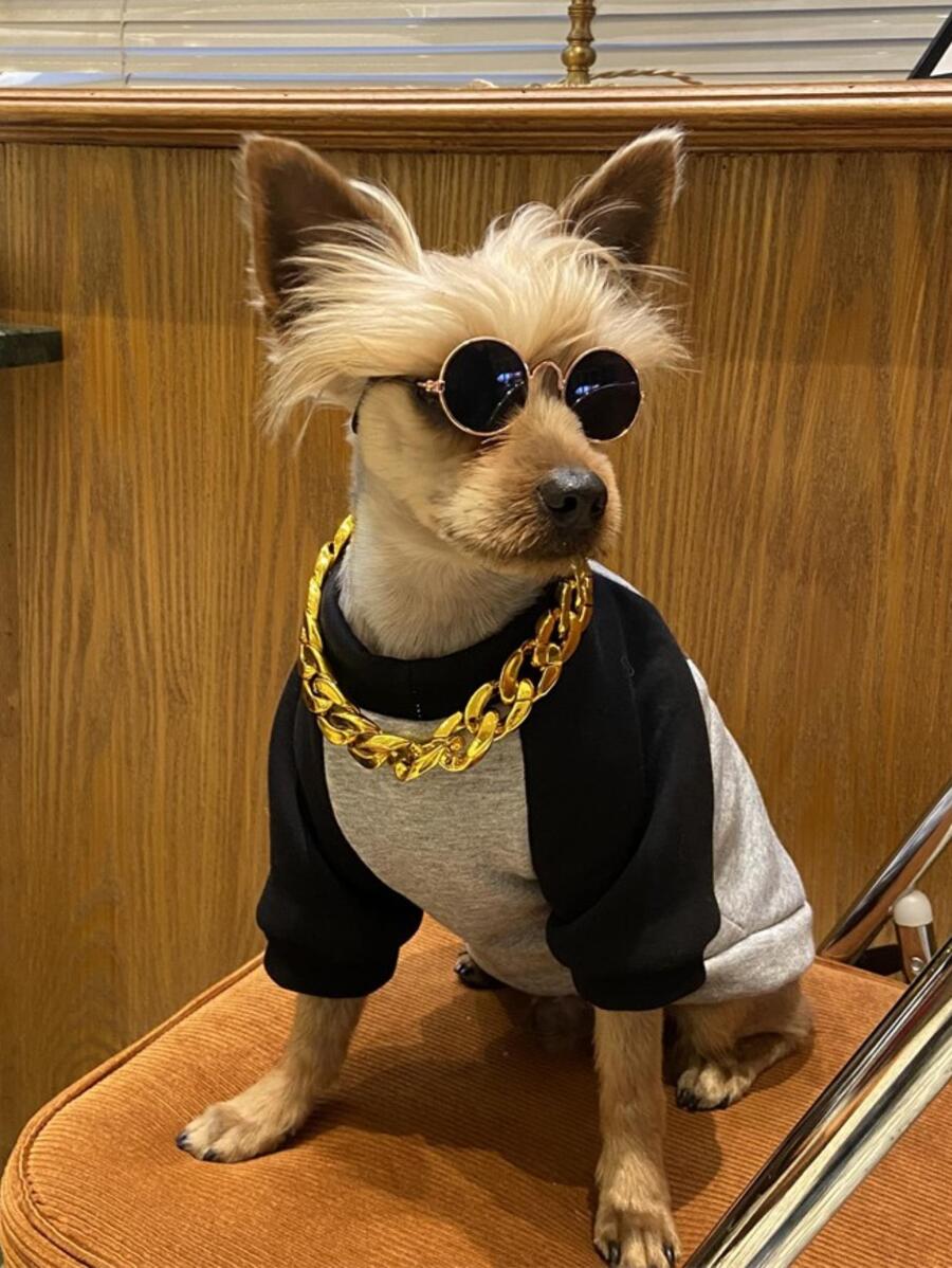 1 pezzo Collance catena per animale domestico