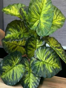 Artificial Plants - 軍綠色 - 查看 2