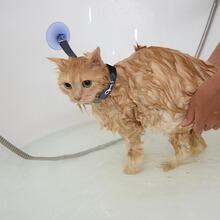 寵物洗澡和刷洗工具,固定人工製品