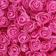 Rosa Fucsia