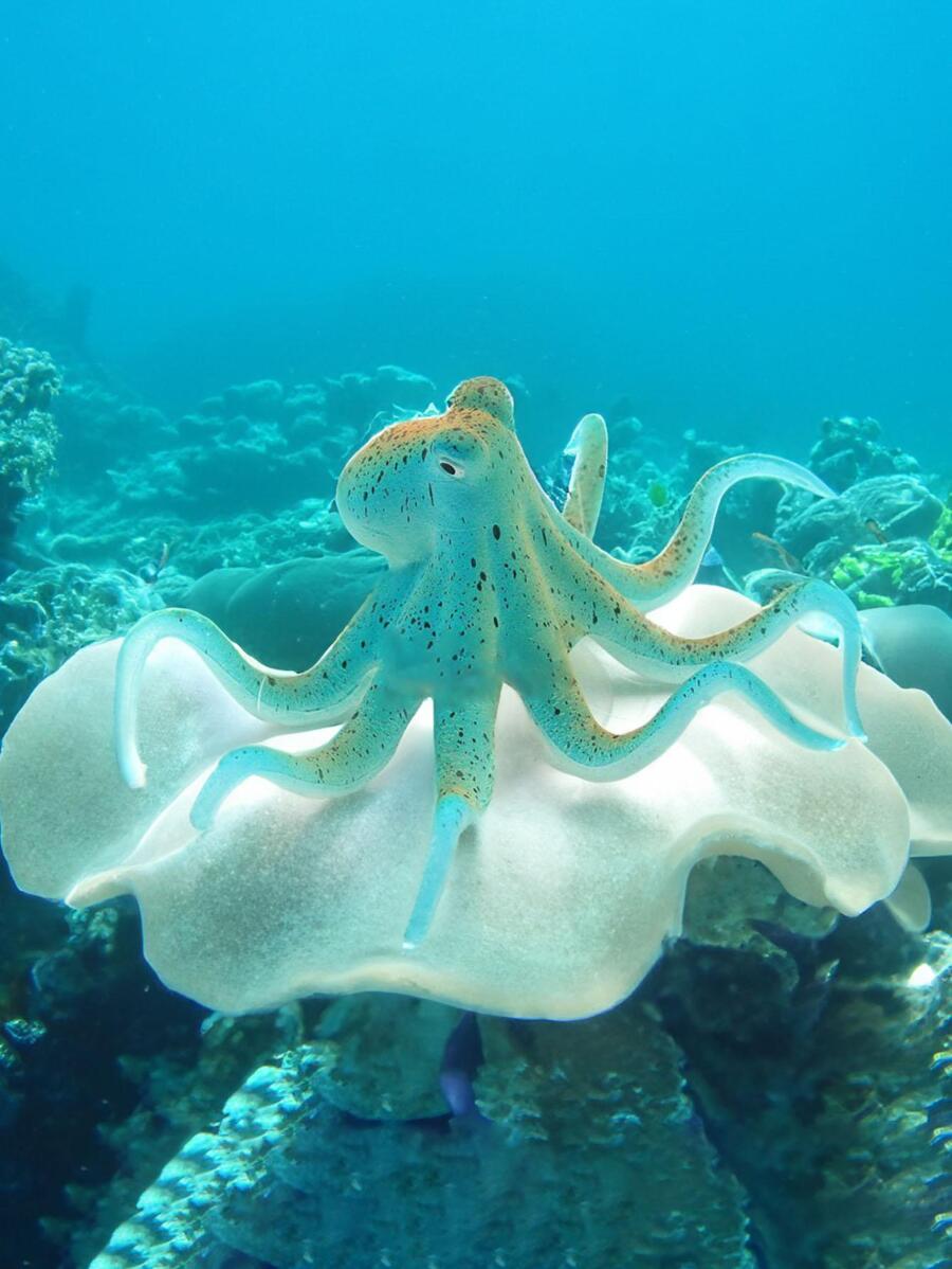 Juguete De Pulpo Luminoso - Multicolor - Ver 1