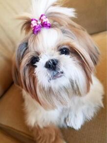 20pcs Mixed Pattern Pet Hair Tie - Multicolor - View 5