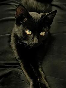 貓樣式DIY鑽石畫成套工具,水鑽裝飾禮品,合適的適用於成年人初學者,偉大適用於家庭裝飾和房間牆面裝飾 - 彩色 - 查看 7