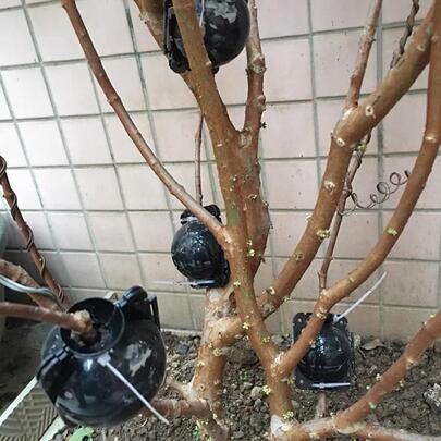 1入組植物嫁接盒