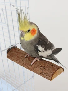 1入組天然木鸚鵡睡眠防水台板合適的適用於鳥和小寵物適用於全部季節 - 彩色 - 查看 2