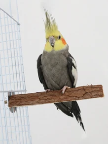 1入組天然木鸚鵡睡眠防水台板合適的適用於鳥和小寵物適用於全部季節 - 彩色 - 查看 3