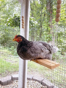 1入組雞設計戶外吊床 - 黃色 - 查看 2