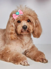1pc Random Flower & Bow Decor Pet Hair Clip - Multicolor - View 1